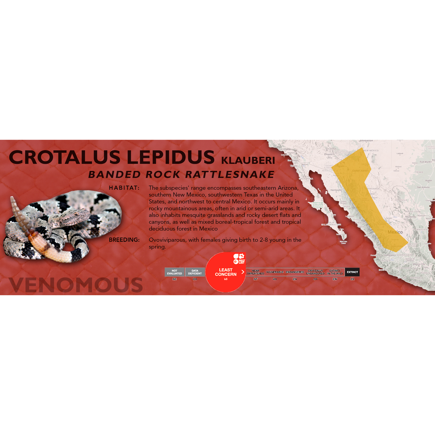 Banded Rock Rattlesnake (Crotalus lepidus klauberi) Classic Vivarium Label