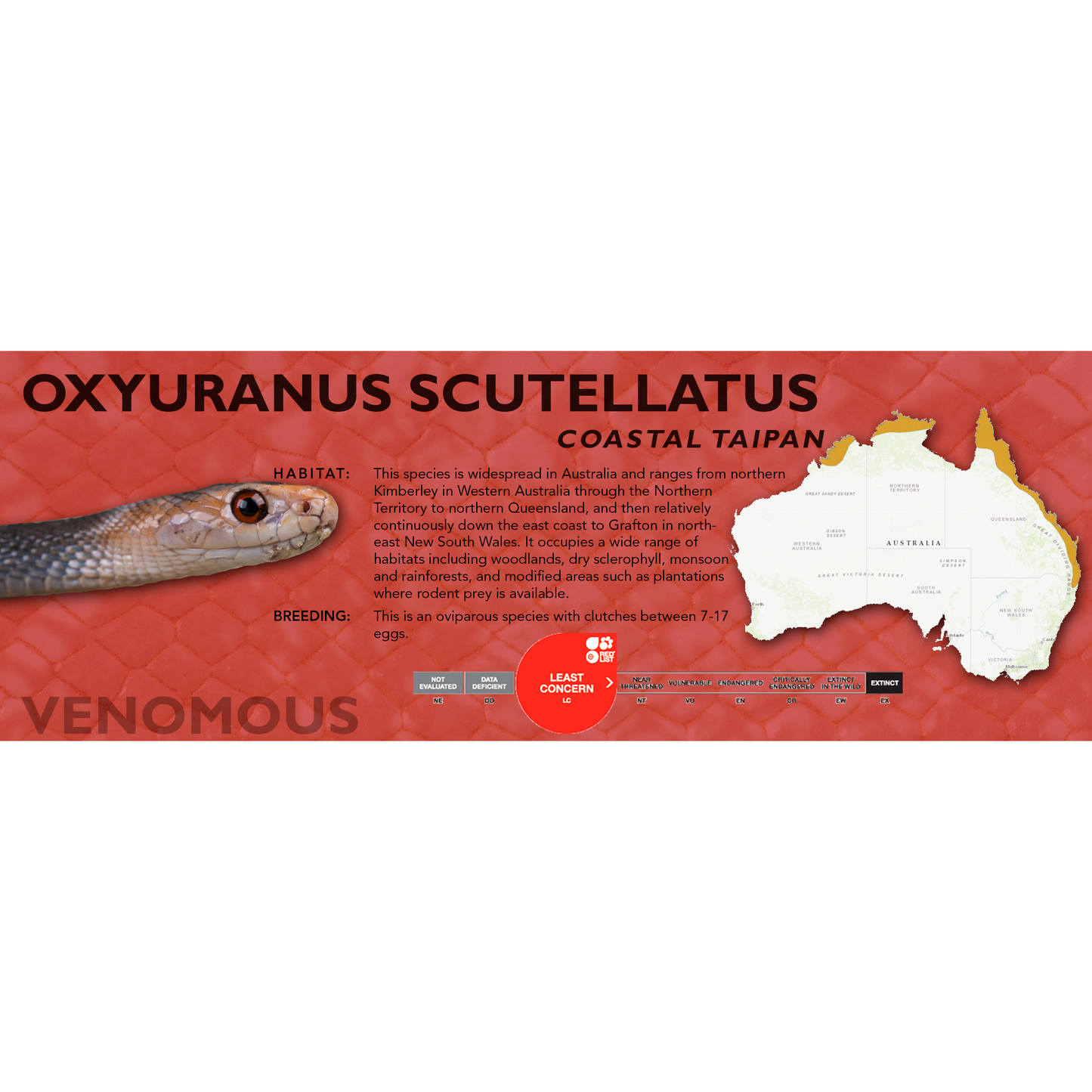 Coastal Taipan (Oxyuranus scutellatus) Classic Vivarium Label