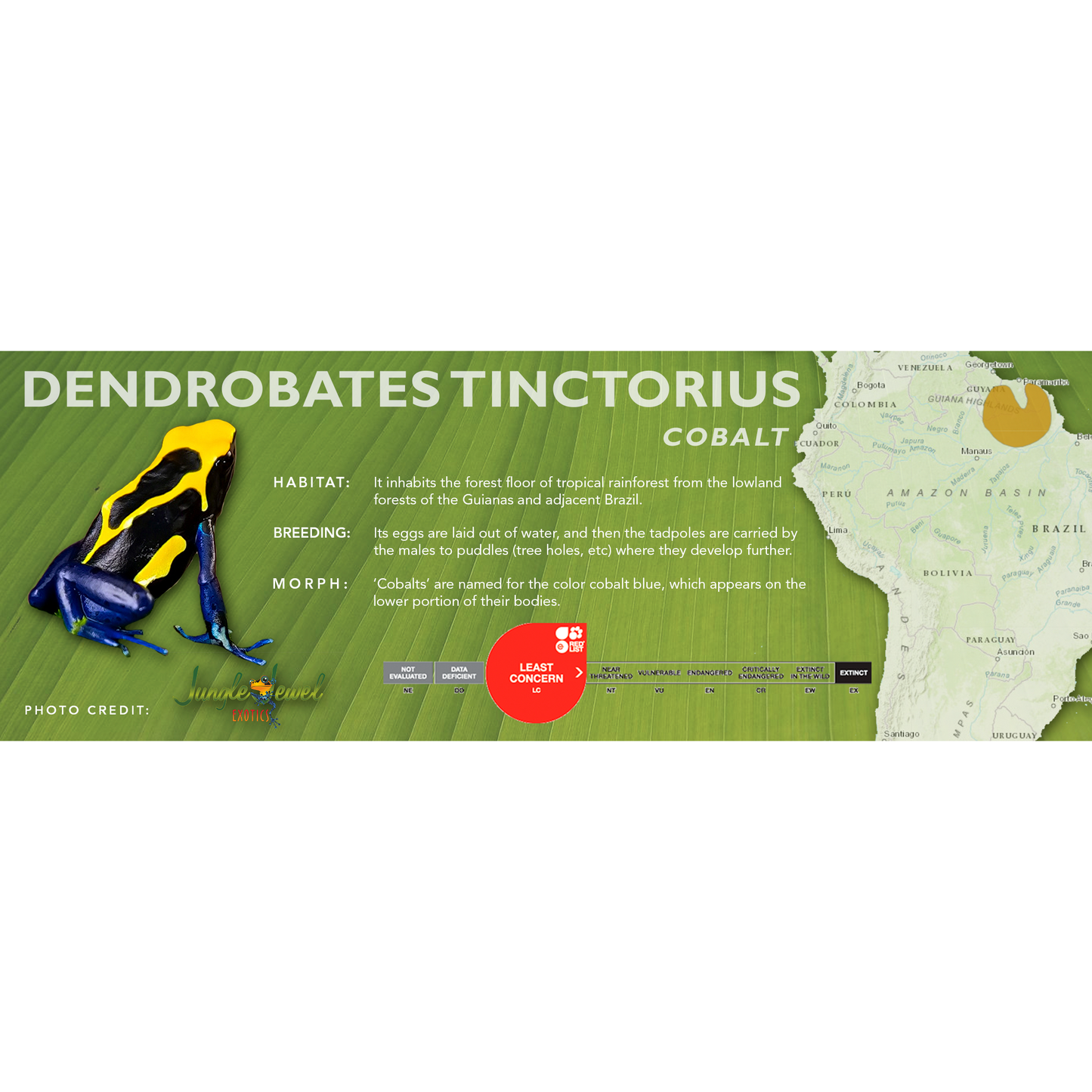 Dendrobates tinctorius - Classic Vivarium Label