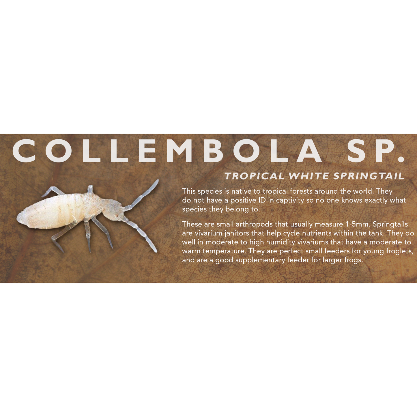 Collembola sp. (Tropical White Springtail) - Feeder Label
