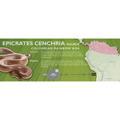 Colombian Rainbow Boa (Epicrates cenchria maurus) Standard Vivarium Label