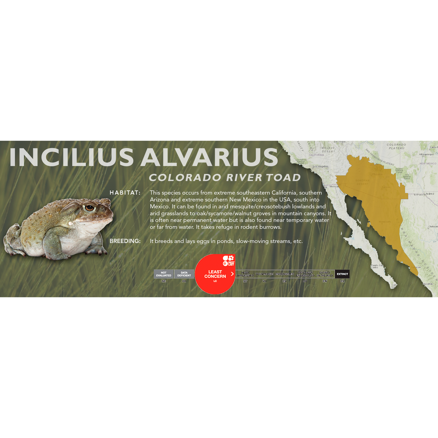 Colorado River Toad (Incilius alvarius) - Classic Vivarium Label