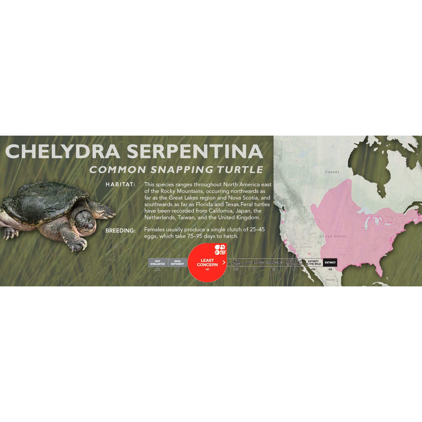 Common Snapping Turtle (Chelydra serpentina) - Classic Vivarium Label