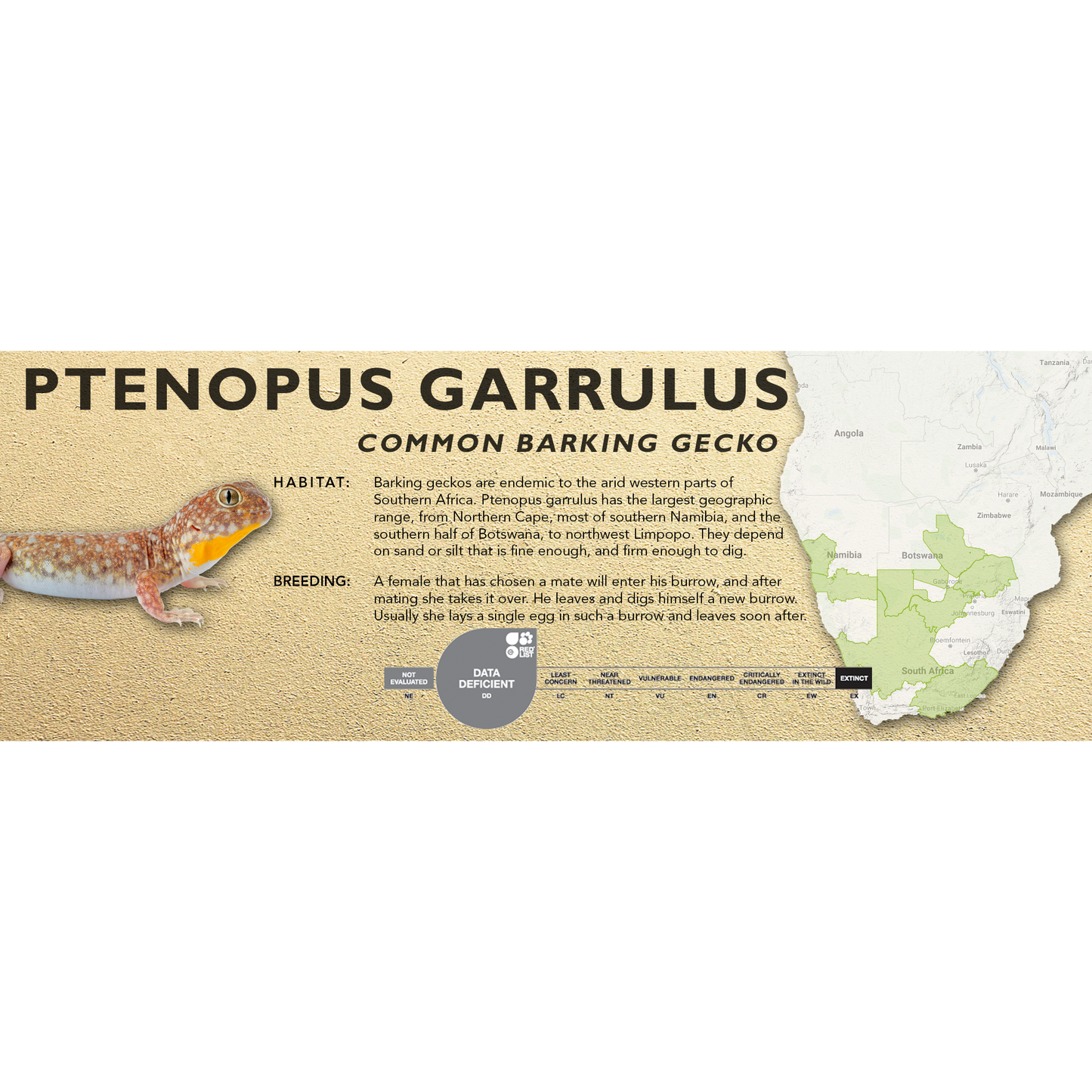 Common Barking Gecko (Ptenopus garrulus) Classic Vivarium Label