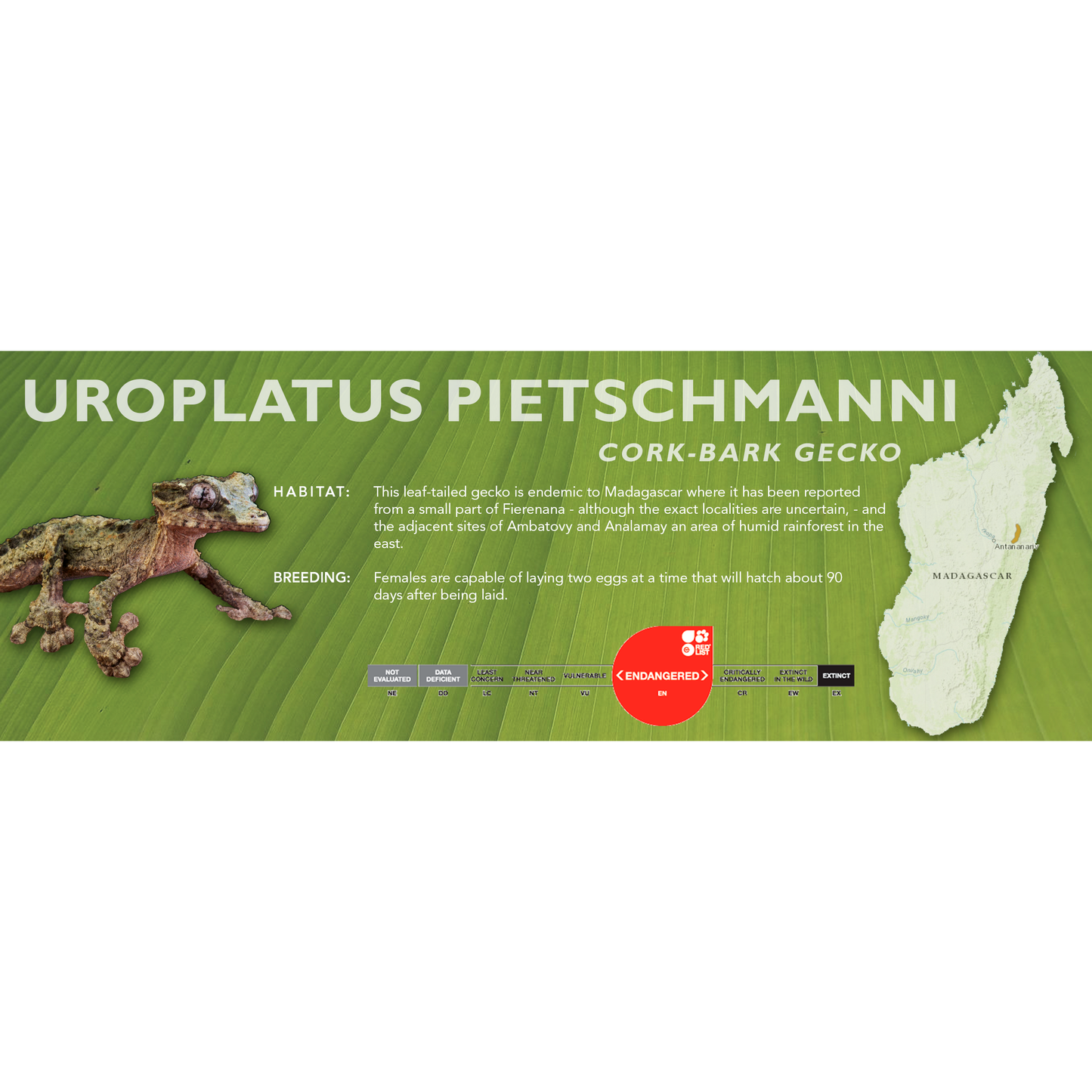 Cork-Bark Gecko (Uroplatus pietschmanni) Classic Vivarium Label