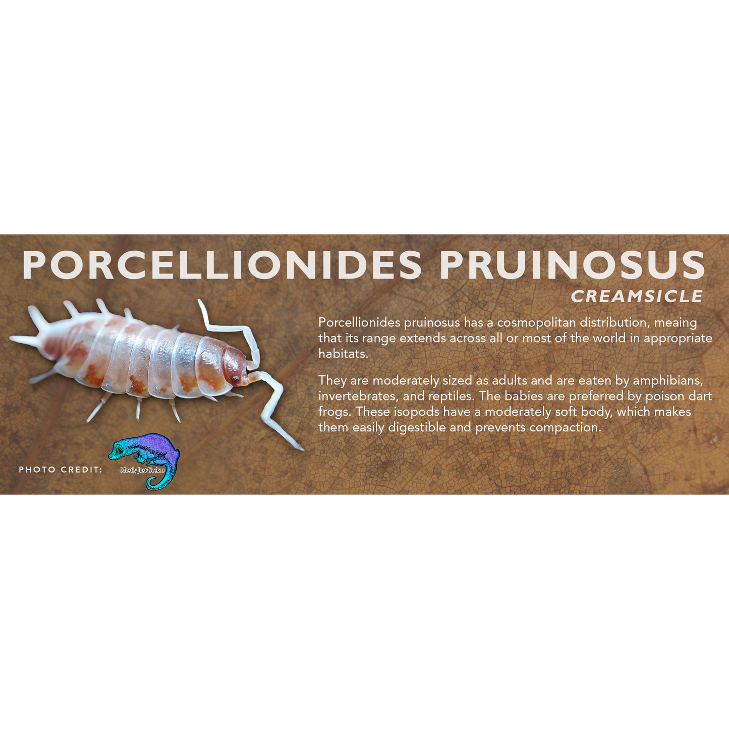 Porcellionides pruinosus - Isopod Label