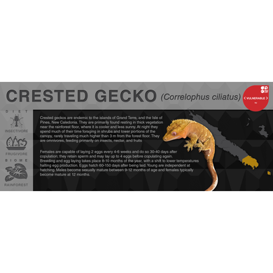 Crested Gecko (Correlophus ciliatus) - Black Series Vivarium Label