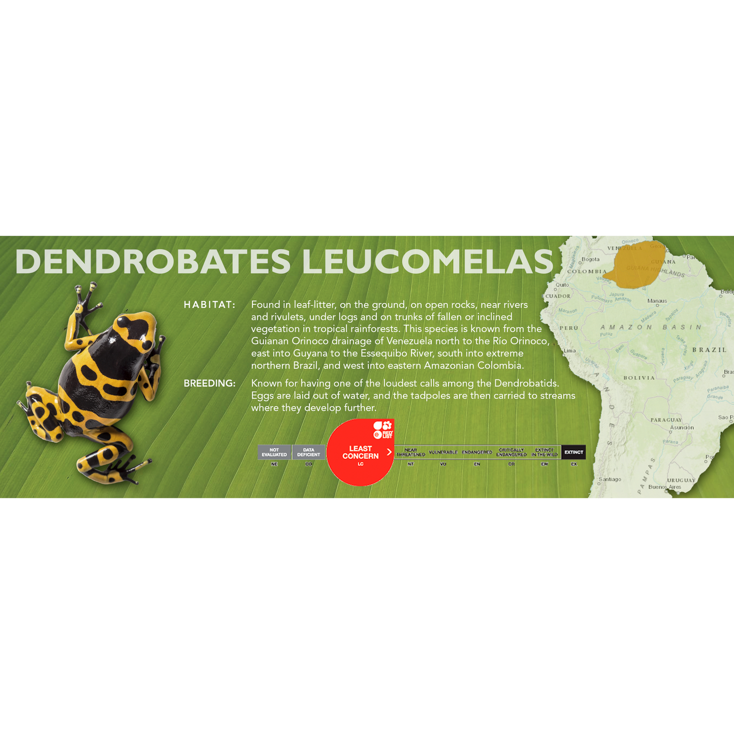 Dendrobates leucomelas - Classic Vivarium Label