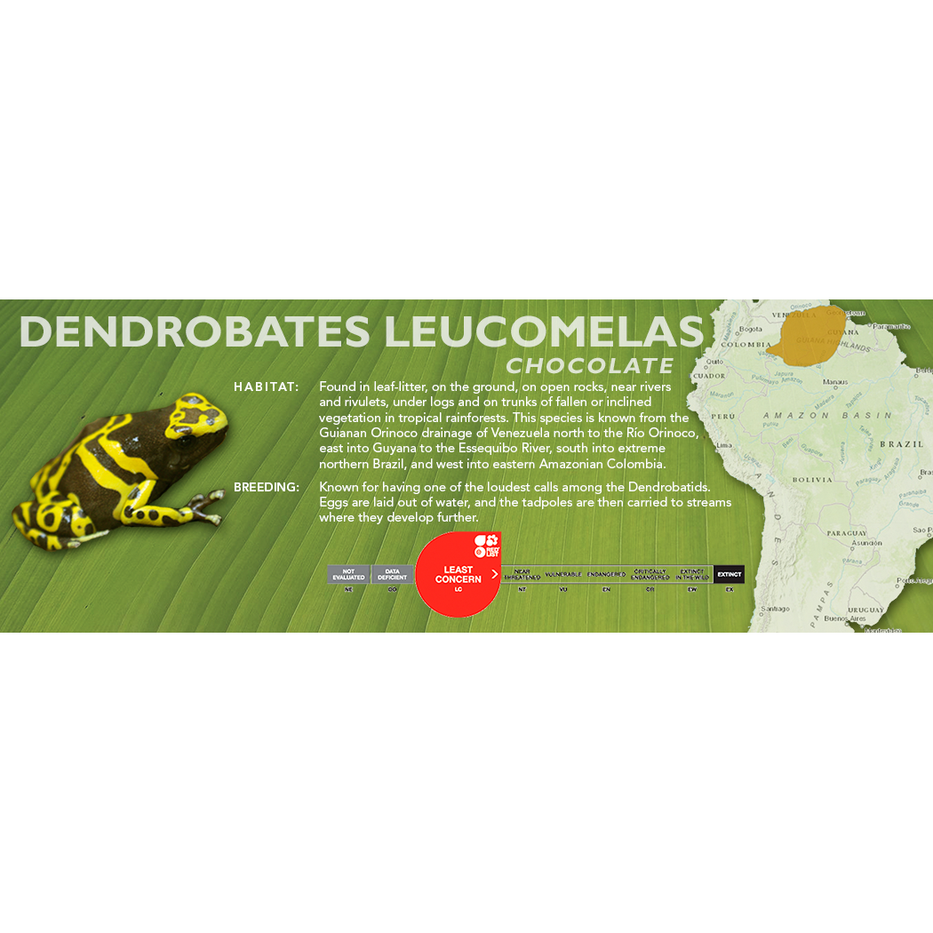Dendrobates leucomelas - Classic Vivarium Label