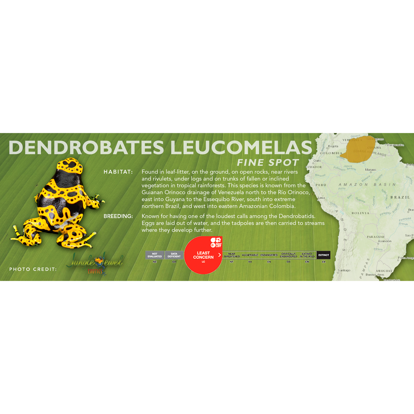 Dendrobates leucomelas - Classic Vivarium Label