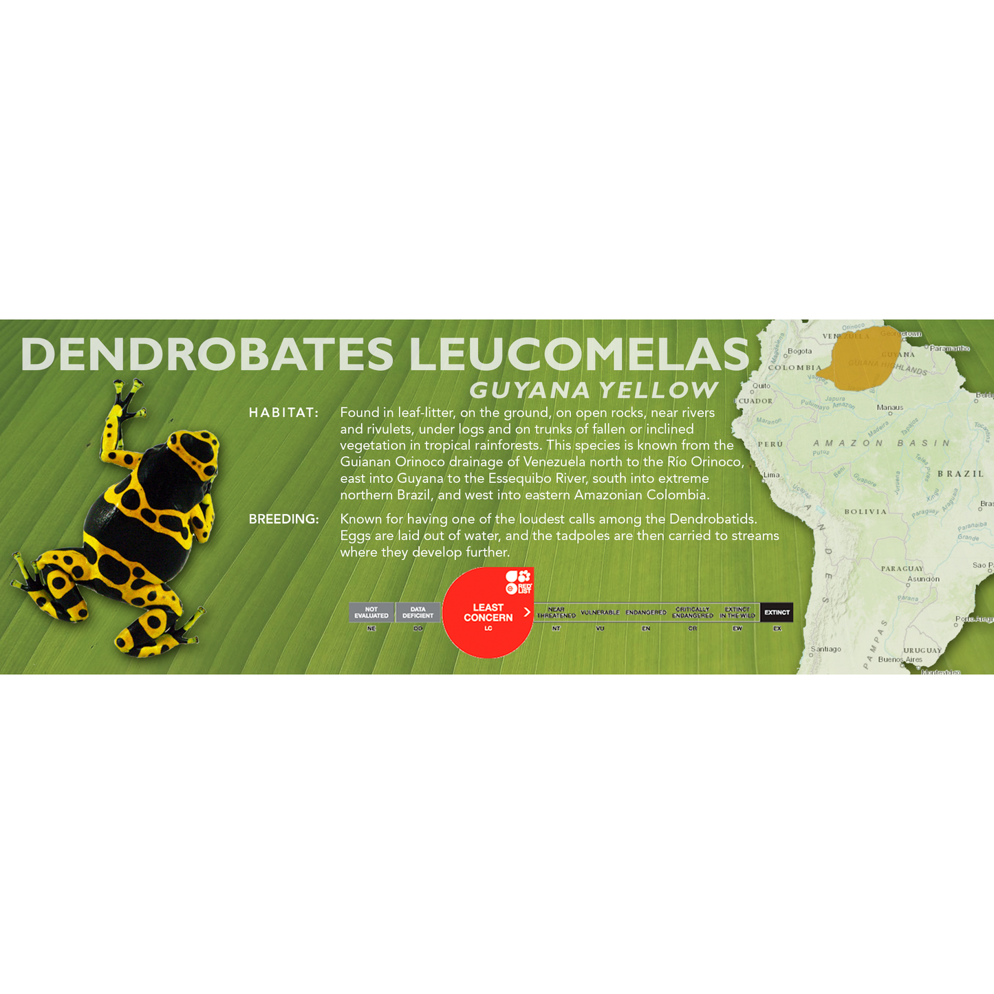 Dendrobates leucomelas - Classic Vivarium Label