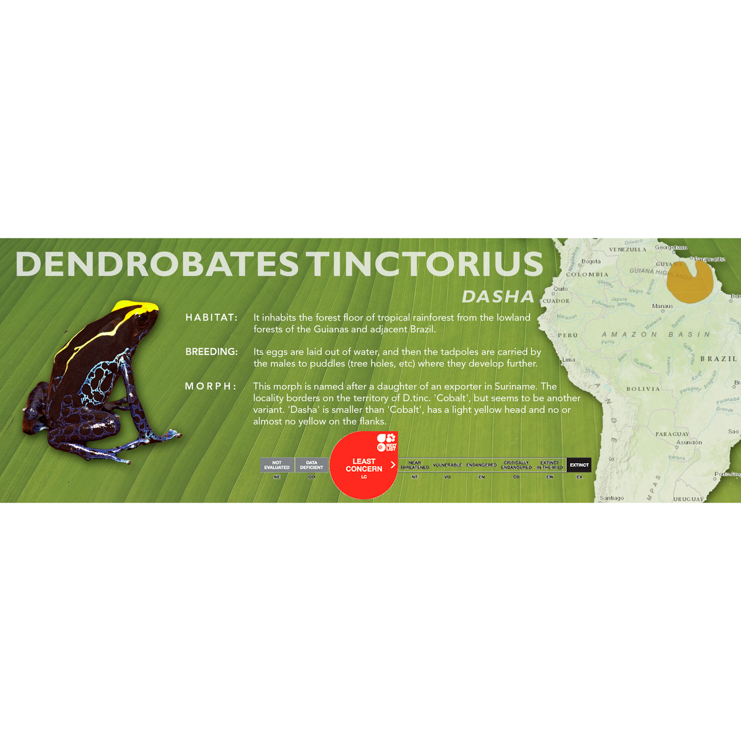 Dendrobates tinctorius - Classic Vivarium Label