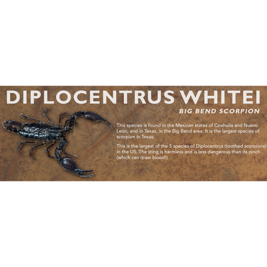 Diplocentrus whitei - Big Bend Scorpion Label