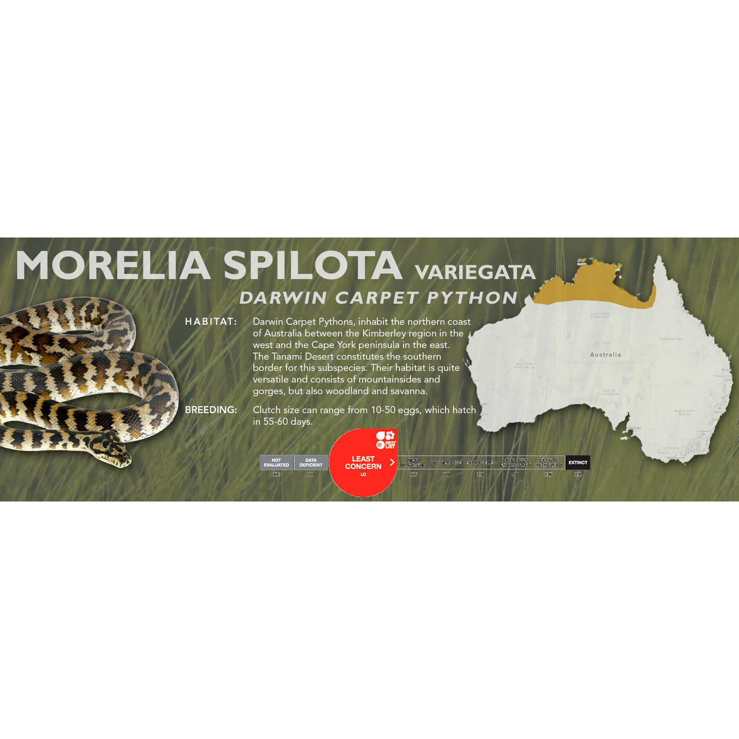Carpet Python (Morelia spilota) Classic Vivarium Label