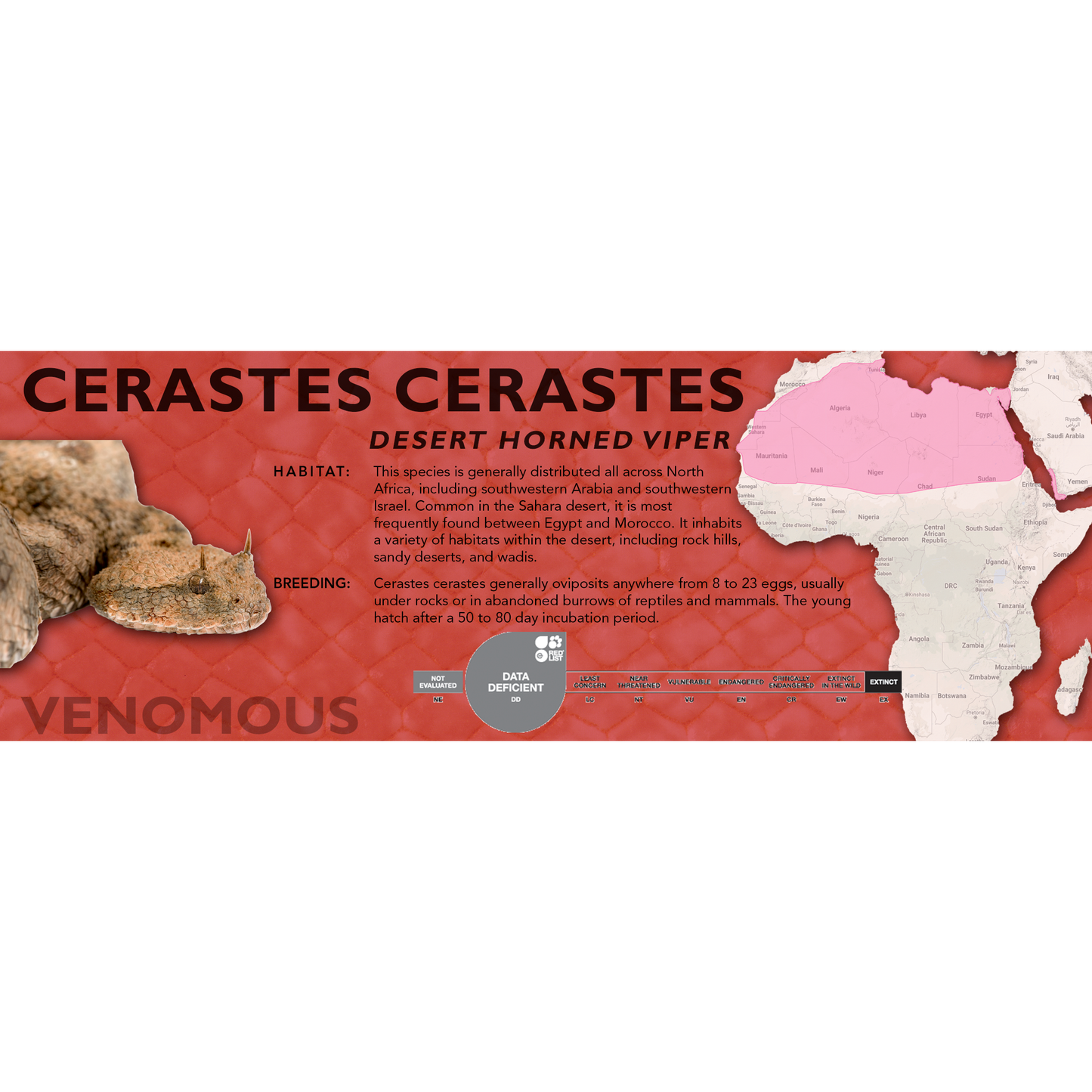 Desert Horned Viper (Cerastes cerastes) Classic Vivarium Label
