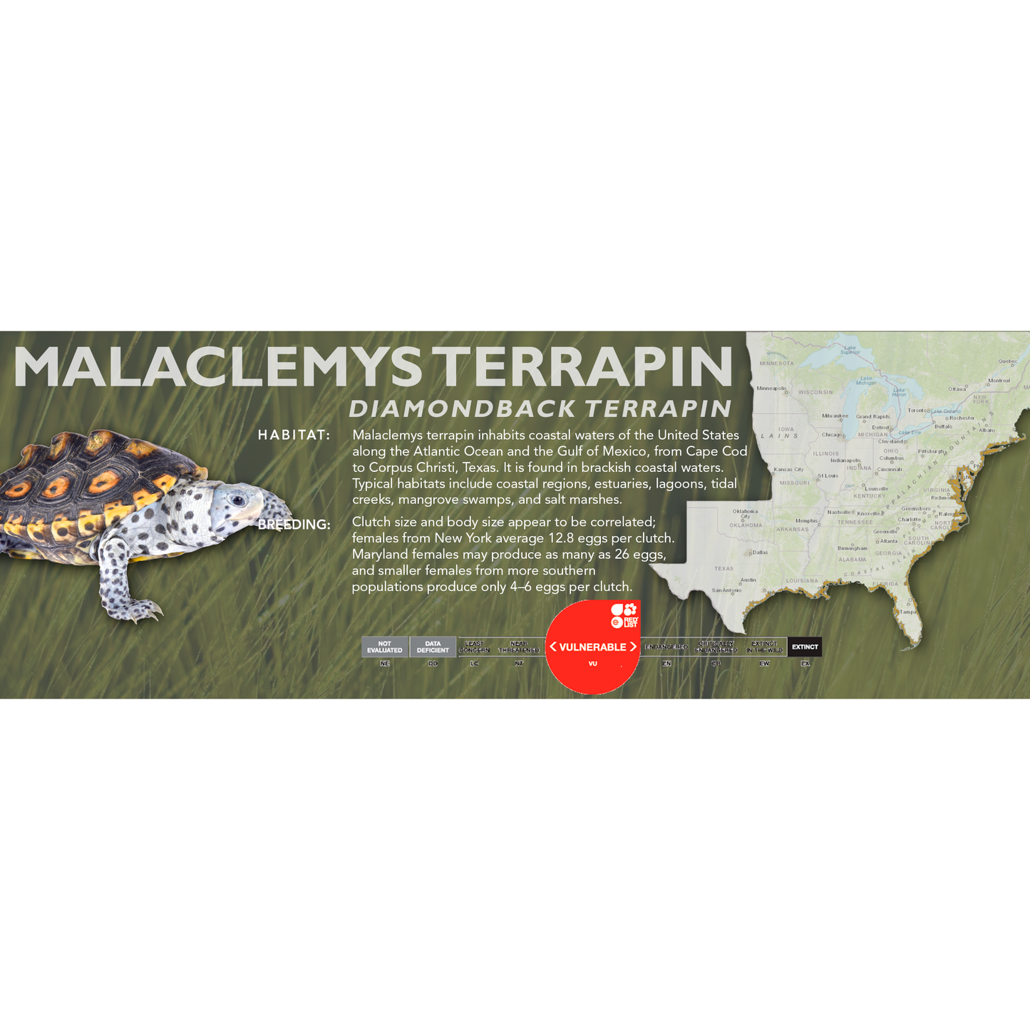 Diamondback Terrapin (Malaclemys terrapin) - Classic Vivarium Label