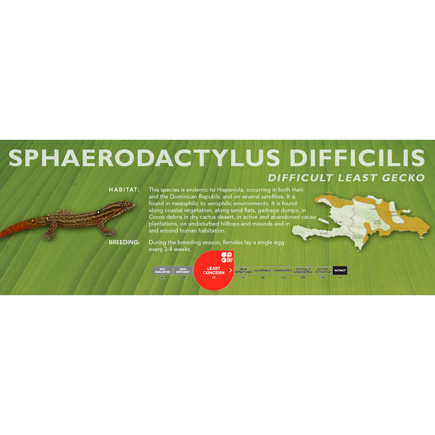 Difficult Least Gecko (Sphaerodactylus difficilis) Classic Vivarium Label