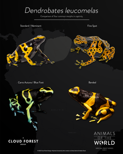 Dendrobates leucomelas - 8" x 10" Print - Animals of the World Print Series #3