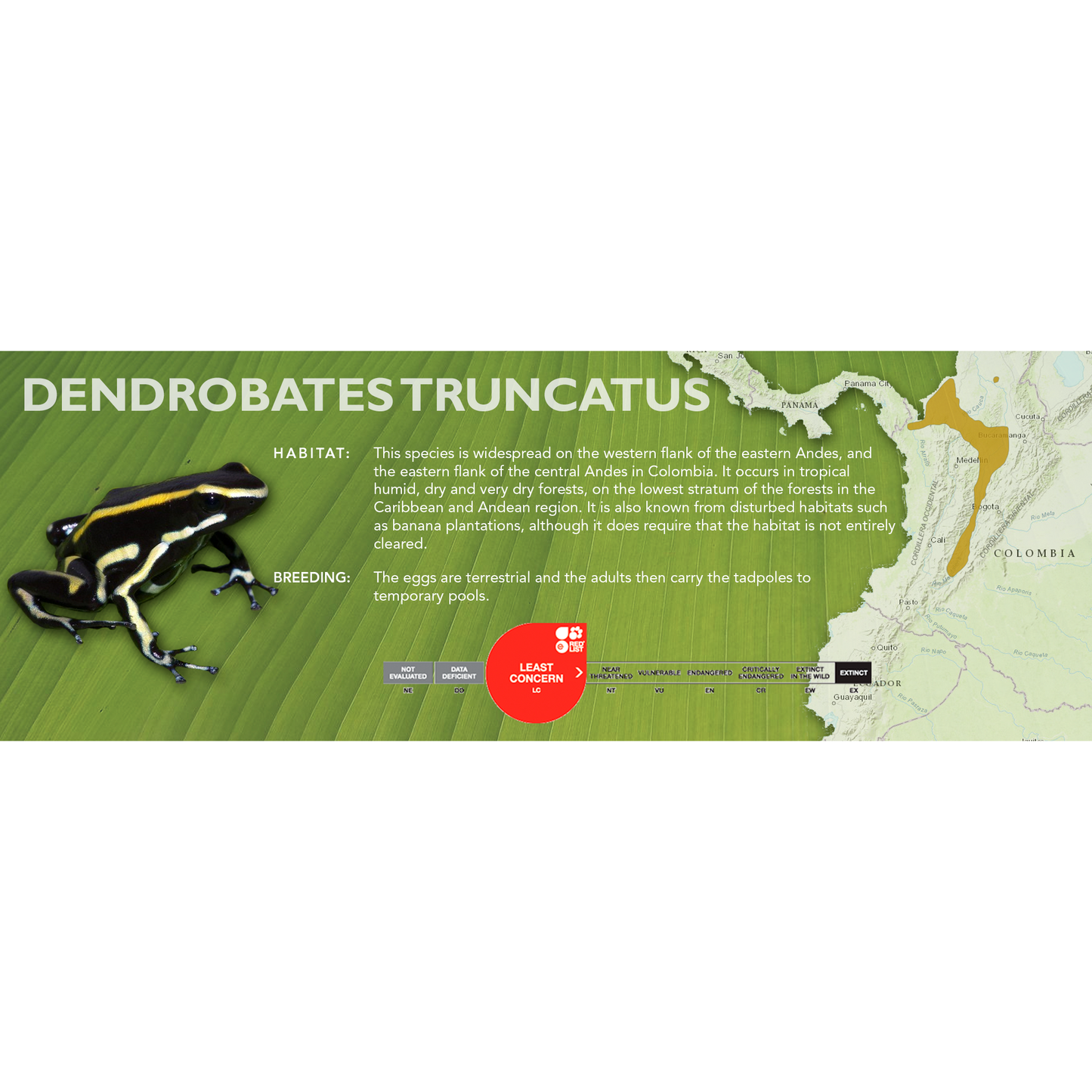 Dendrobates truncatus - Classic Vivarium Label