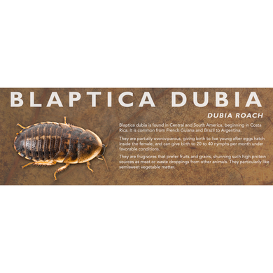 Blaptica dubia (Dubia Roach) - Roach Label