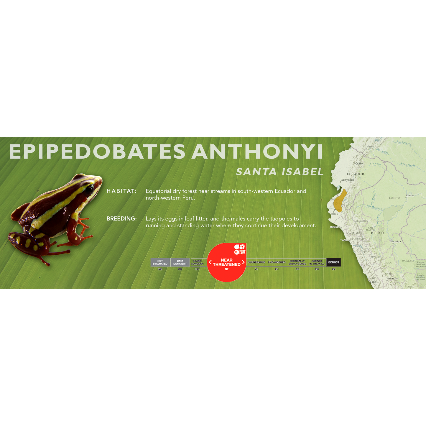 Epipedobates anthonyi - Classic Vivarium Label