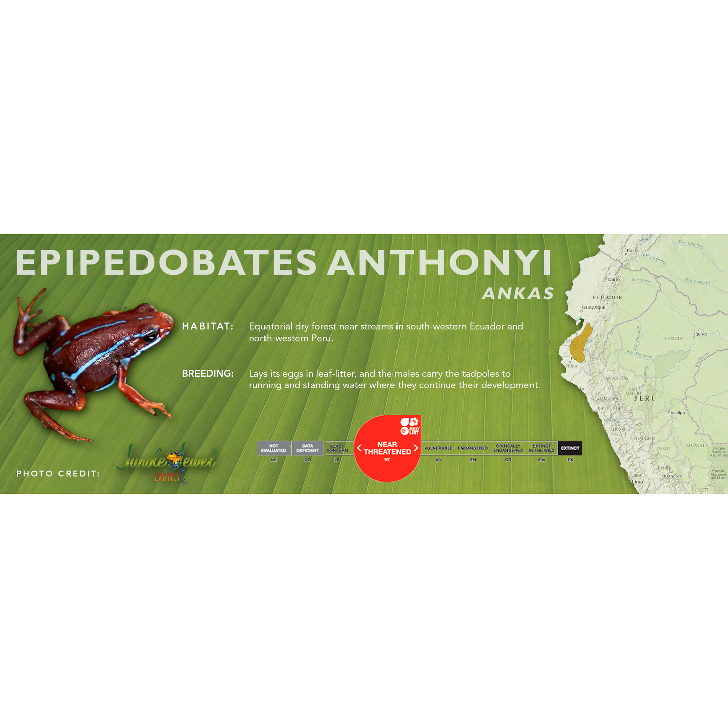 Epipedobates anthonyi - Classic Vivarium Label