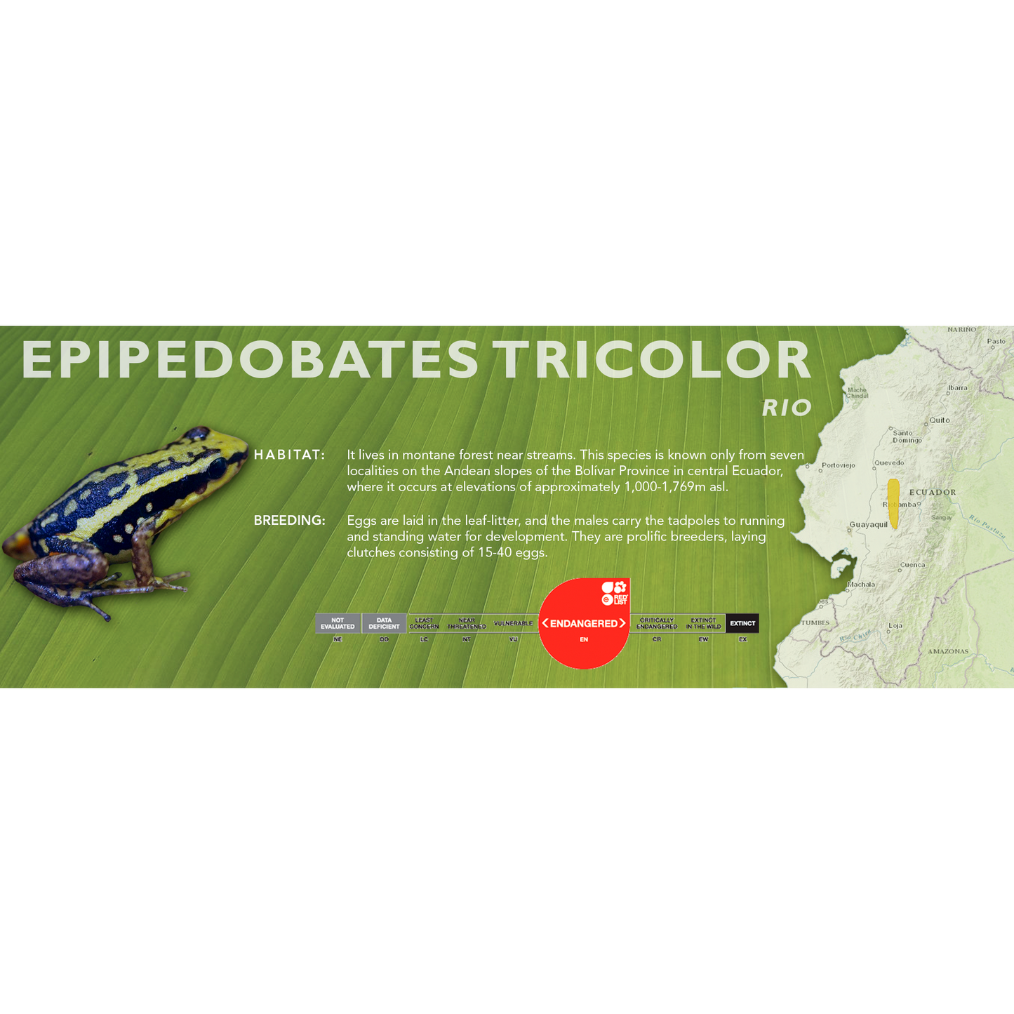 Epipedobates tricolor - Classic Vivarium Label