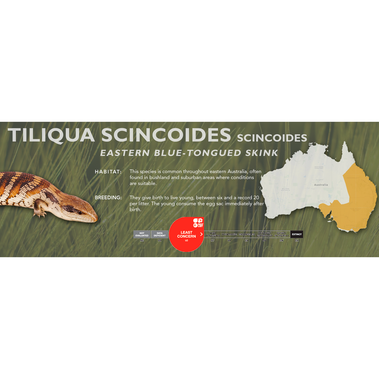 Eastern Blue-Tongued Skink (Tiliqua scincoides scincoides) Classic Vivarium Label