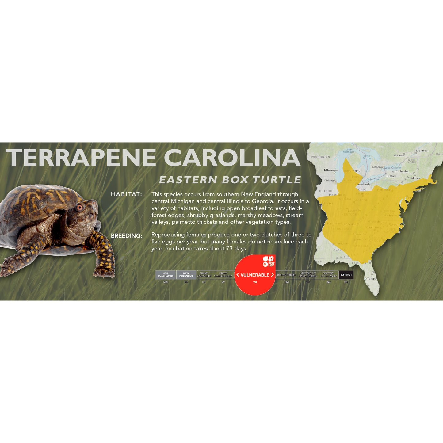 Eastern Box Turtle (Terrapene carolina) - Classic Vivarium Label