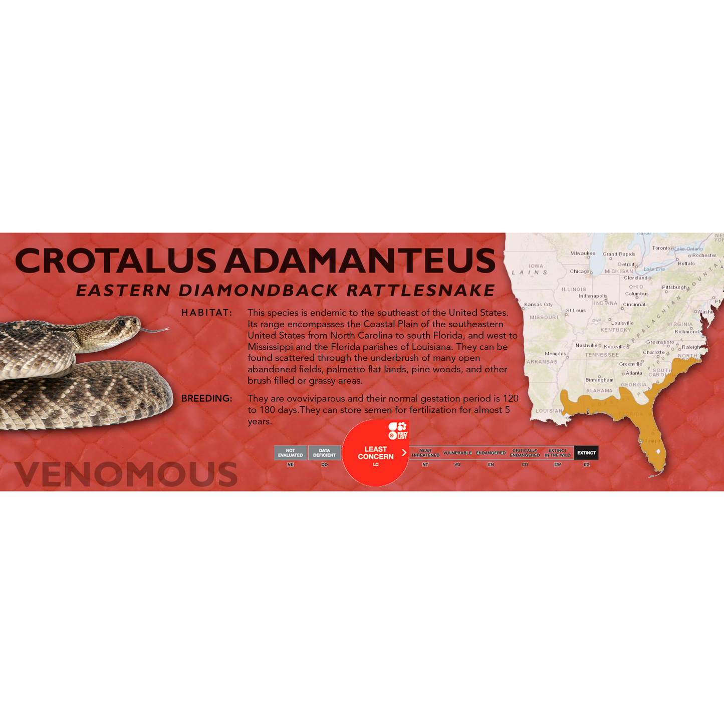 Eastern Diamondback Rattlesnake (Crotalus adamanteus) Classic Vivarium Label
