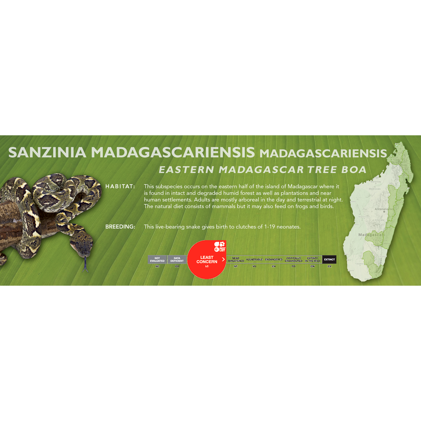 Madagascar Tree Boa (Sanzinia madagascariensis) Classic Vivarium Label