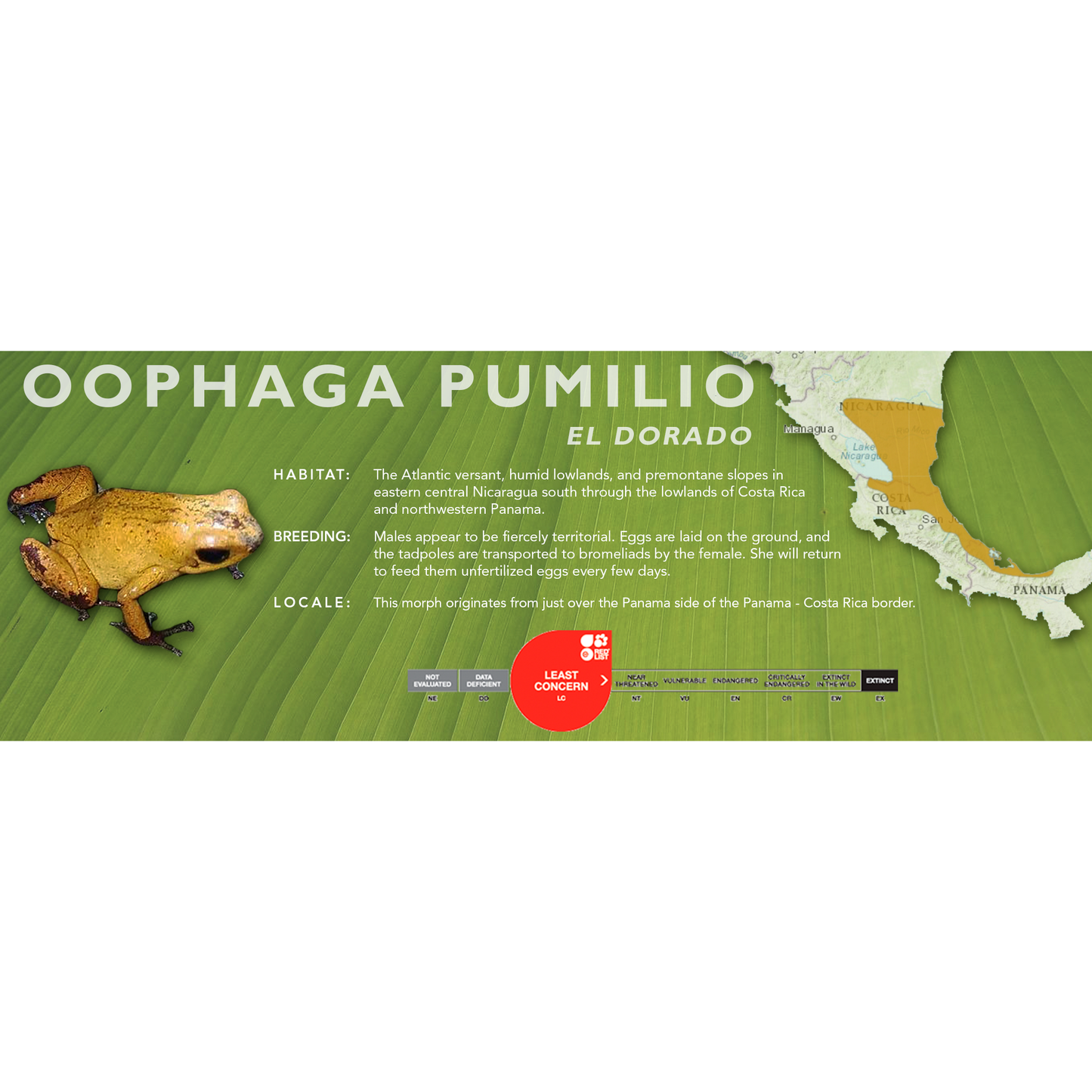 Oophaga pumilio - Classic Vivarium Label