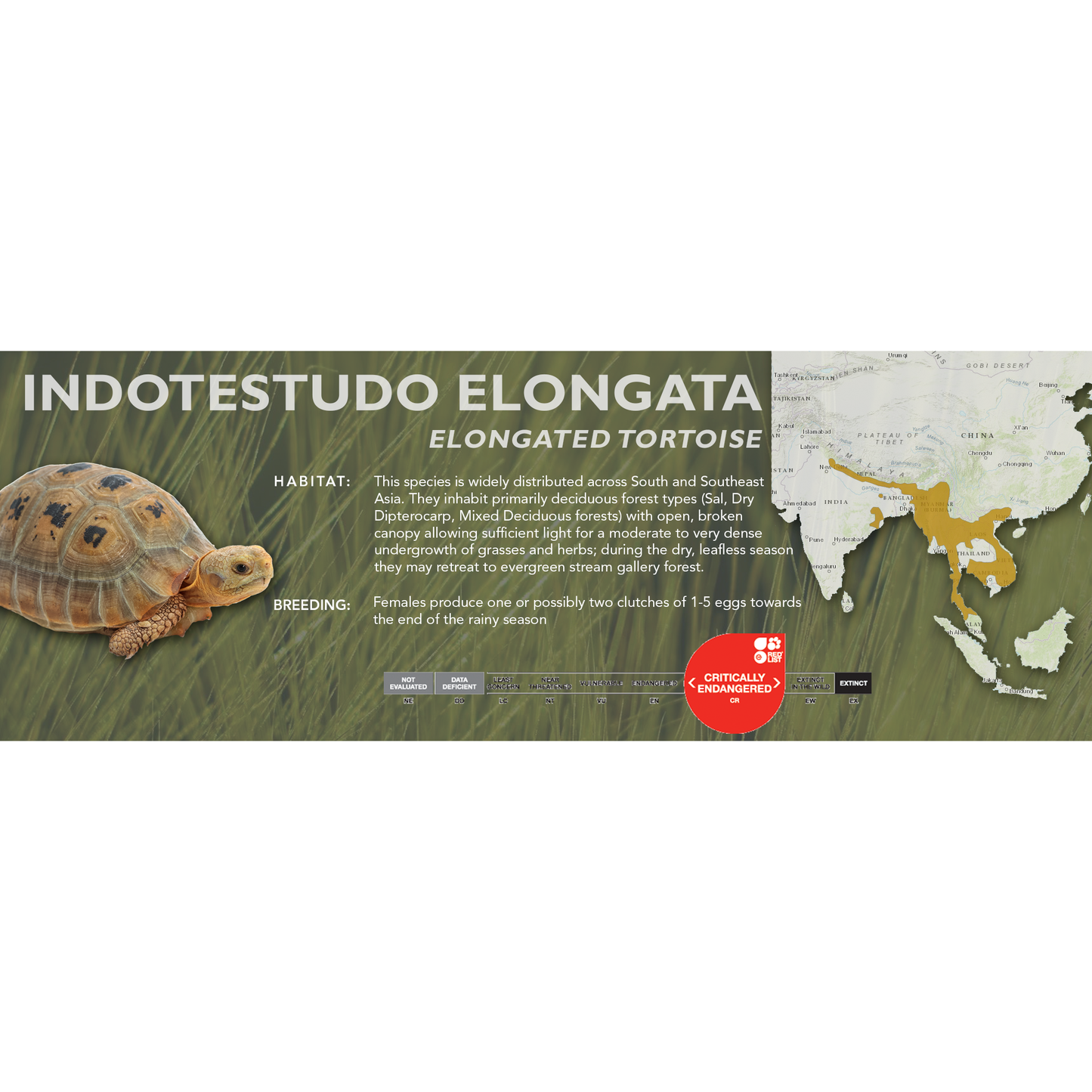 Elongated Tortoise (Indotestudo elongata) - Classic Vivarium Label