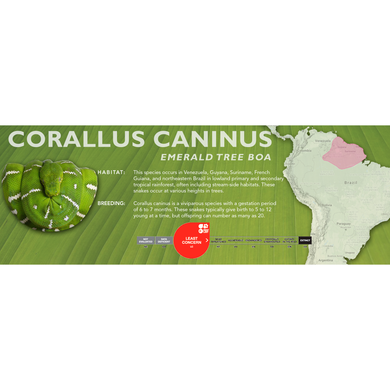 Emerald Tree Boa (Corallus caninus) Standard Vivarium Label