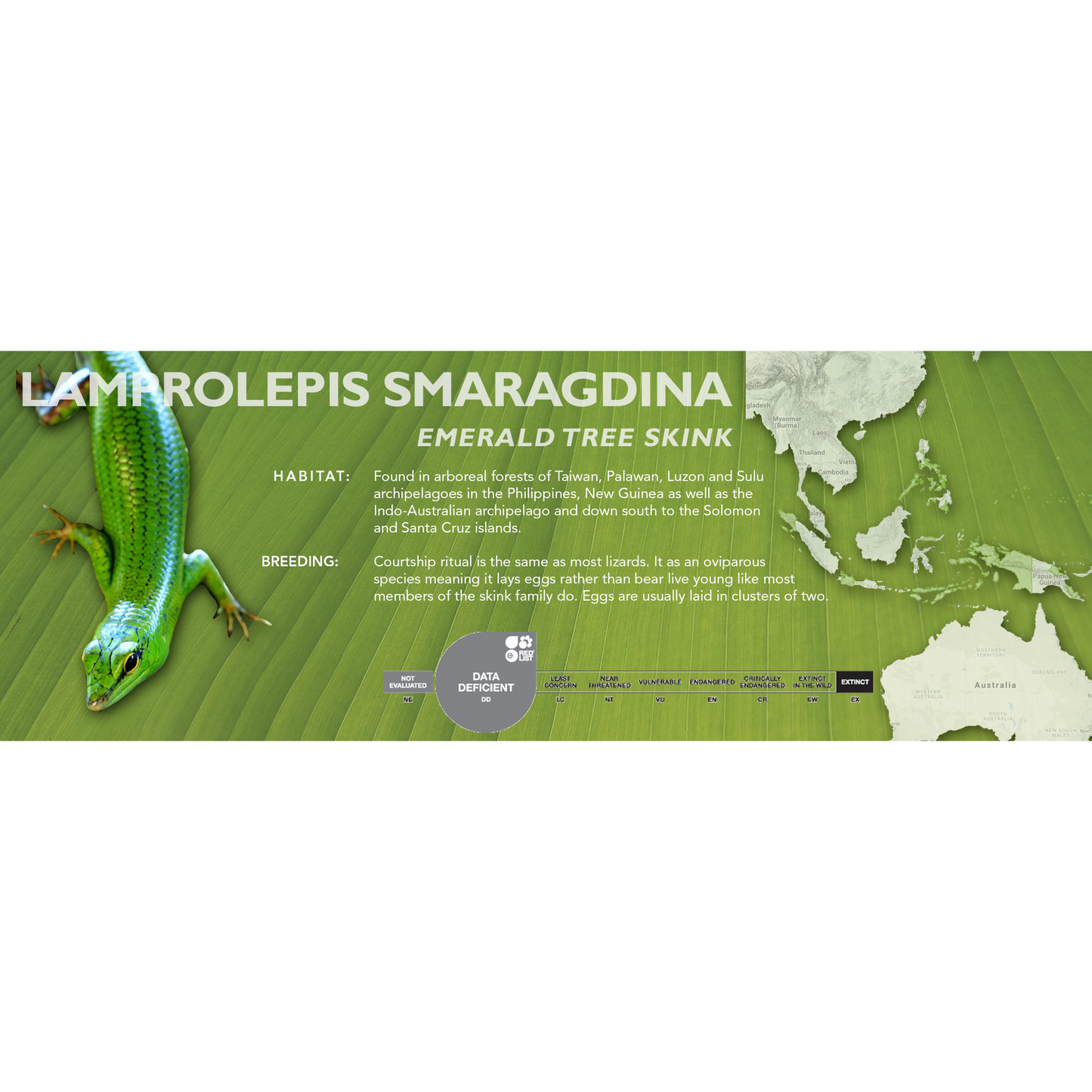 Emerald Tree Skink (Lamprolepis smaragdina) Classic Vivarium Label