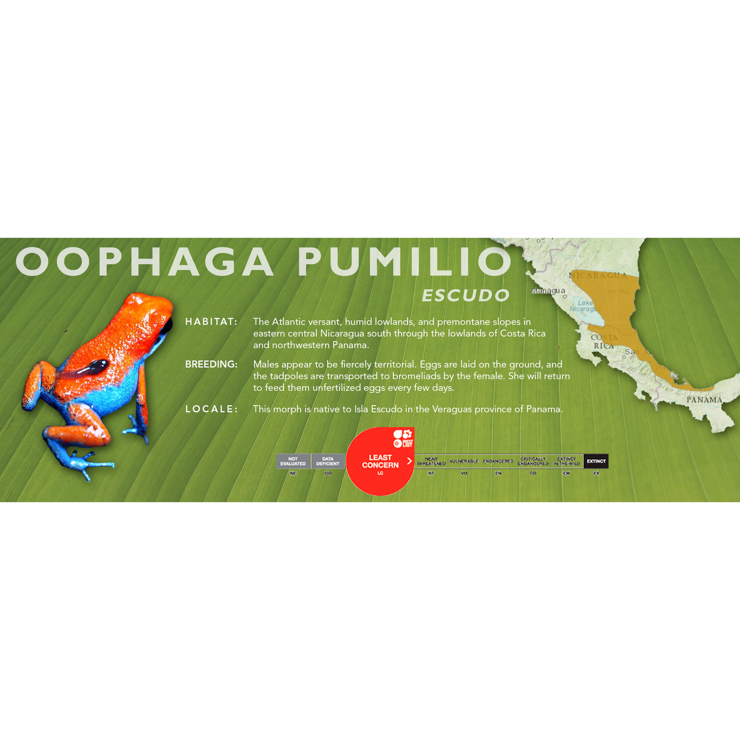 Oophaga pumilio - Classic Vivarium Label