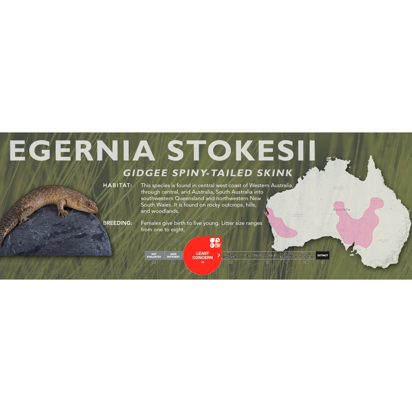 Gidgee Spiny-Tailed Skink (Egernia stokesii) Classic Vivarium Label