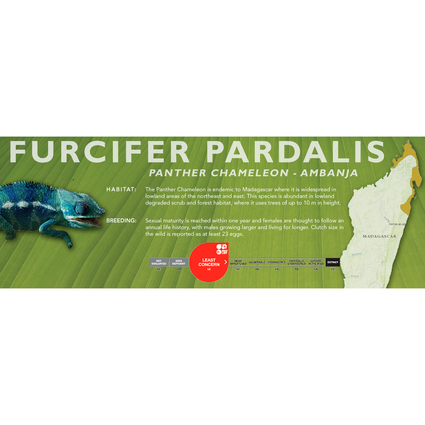 Panther Chameleon (Furcifer pardalis) Classic Vivarium Label