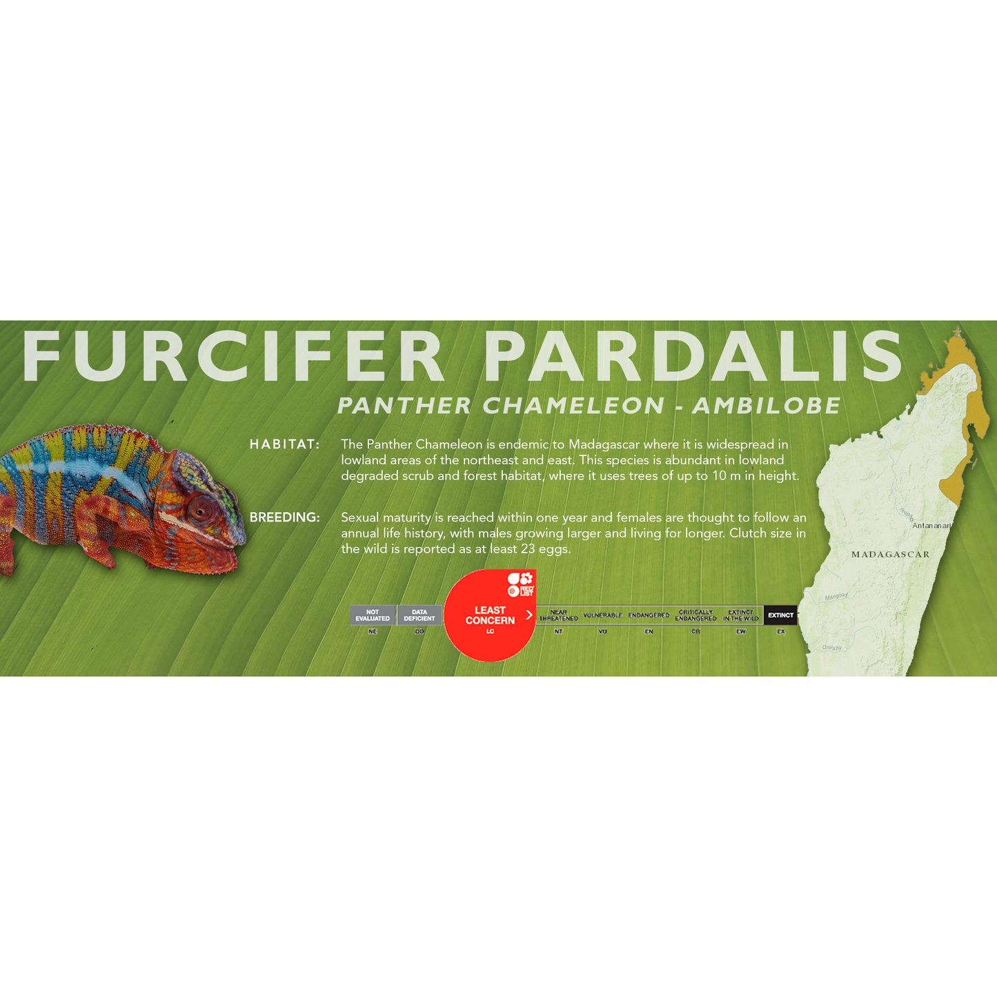 Panther Chameleon (Furcifer pardalis) Classic Vivarium Label