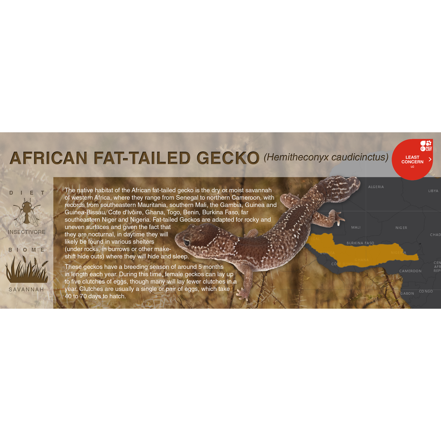African Fat-Tailed Gecko (Hemitheconyx caudicinctus) - Black Series Vivarium Label