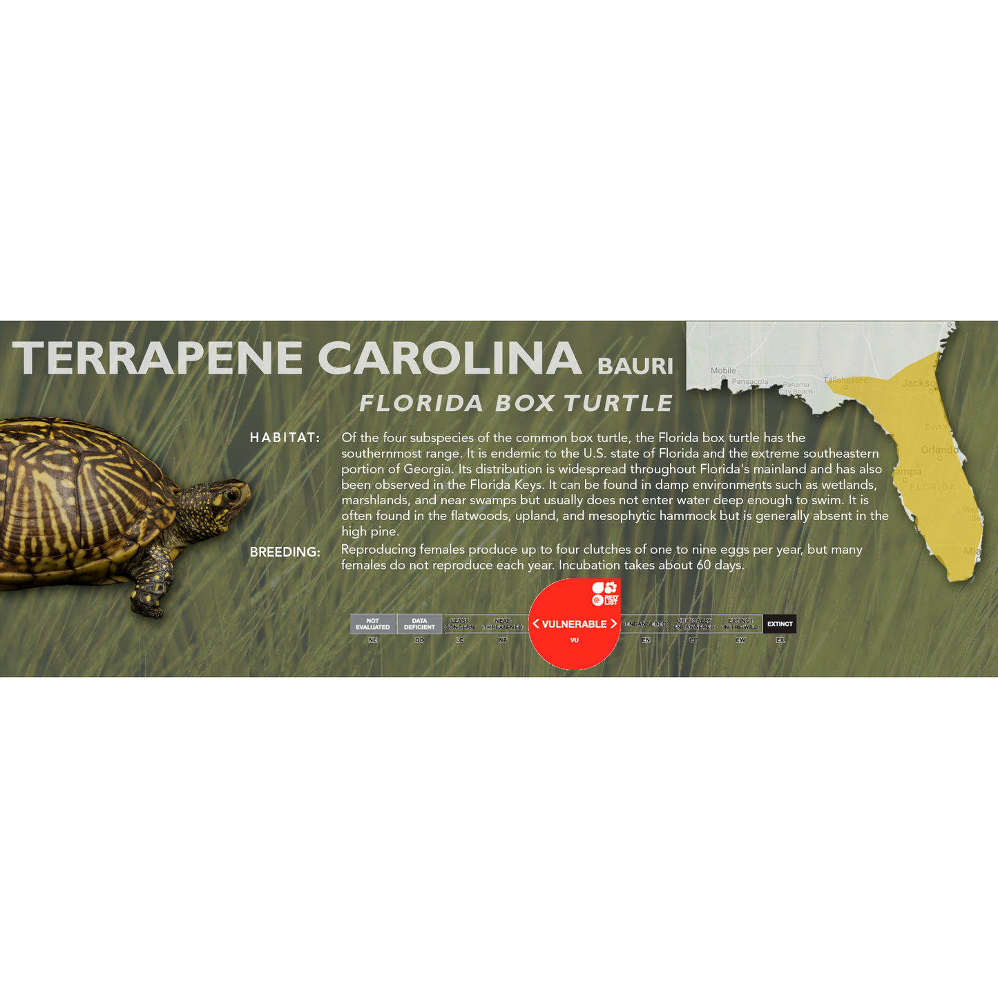 Florida Box Turtle (Terrapene carolina bauri) - Classic Vivarium Label