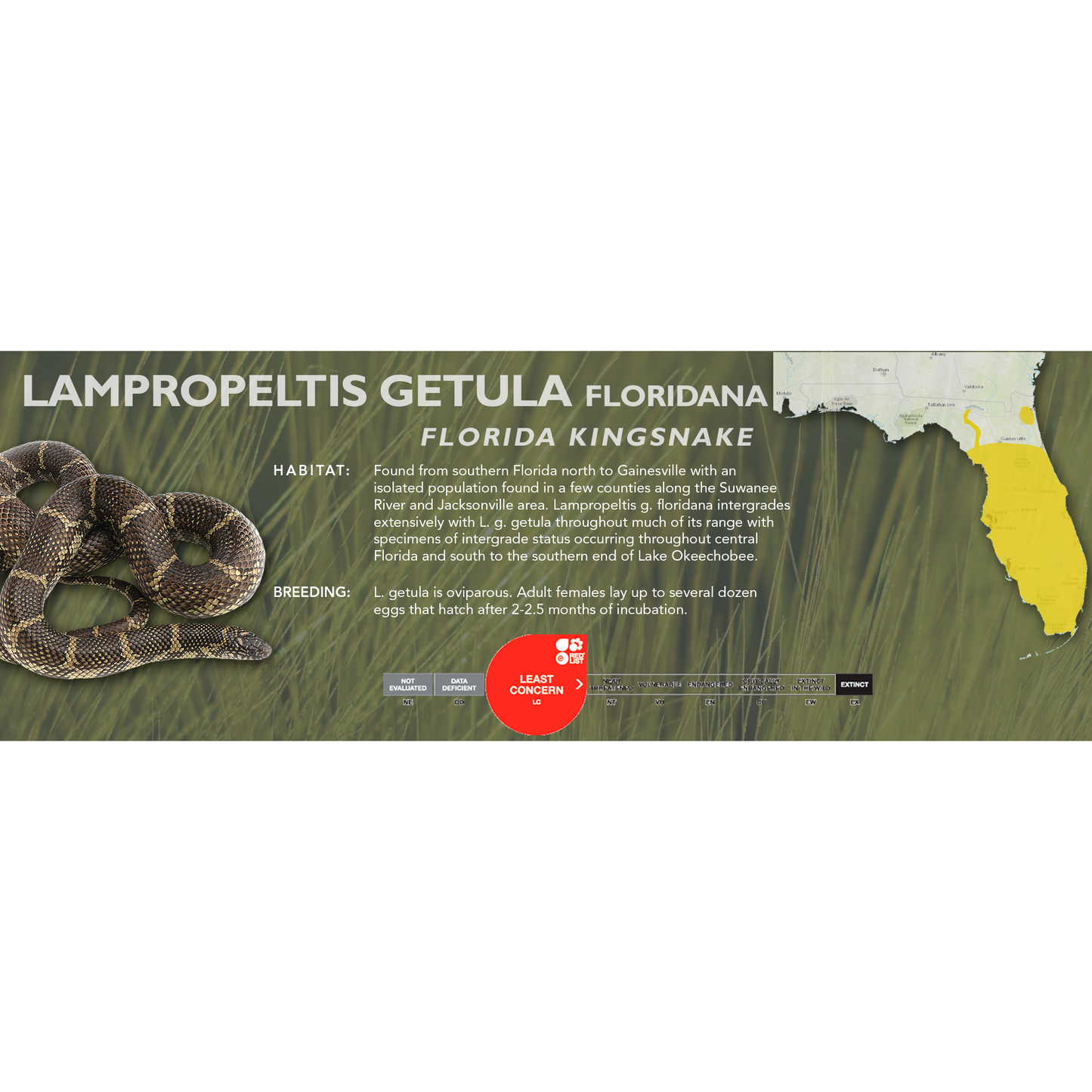 Florida Kingsnake (Lampropeltis getula floridana) Classic Vivarium Label