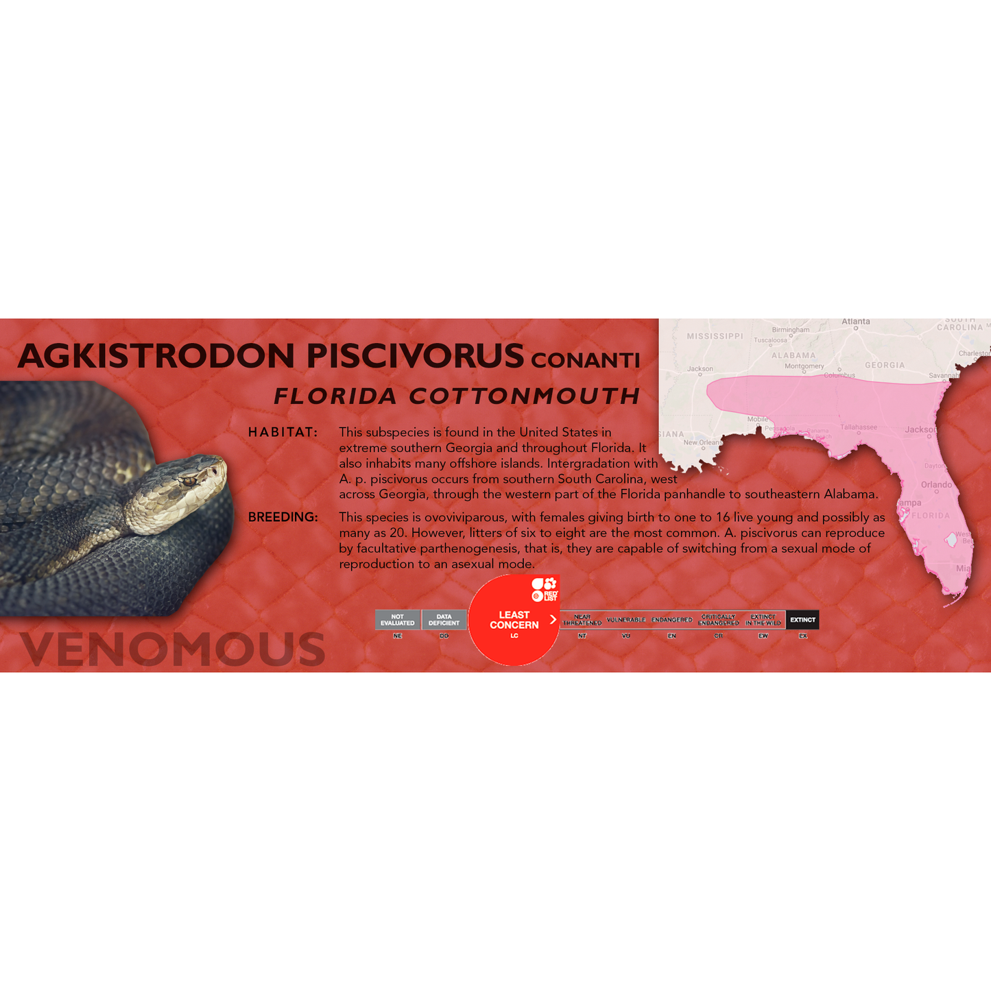 Cottonmouth (Agkistrodon piscivorus) Classic Vivarium Label