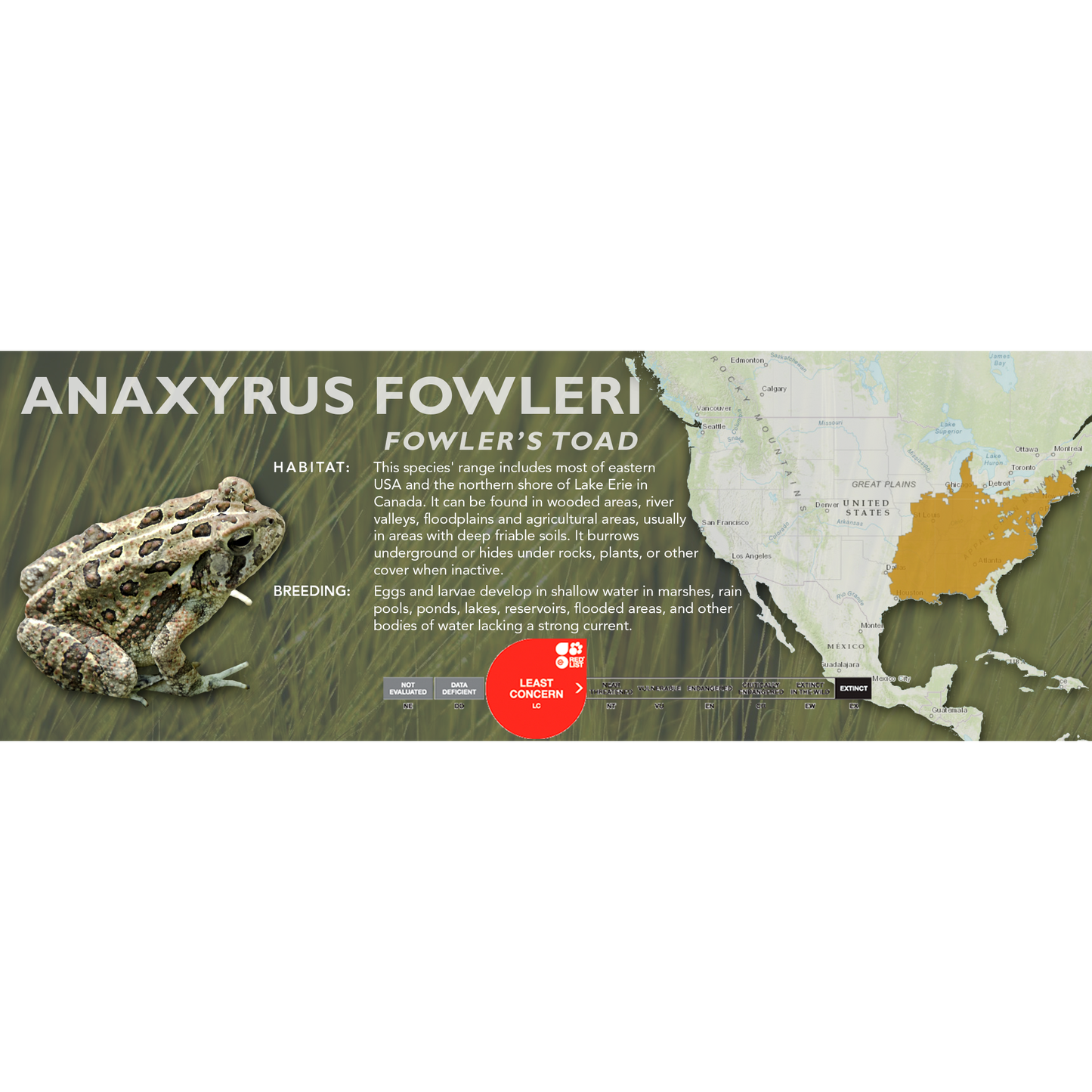 Fowler's Toad (Anaxyrus fowleri) - Classic Vivarium Label