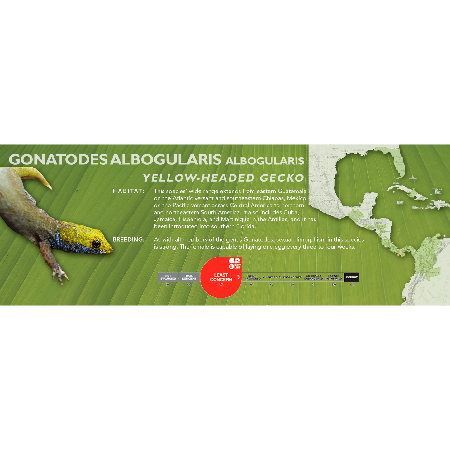 Yellow-Headed Gecko (Gonatodes albogularis) Classic Vivarium Label