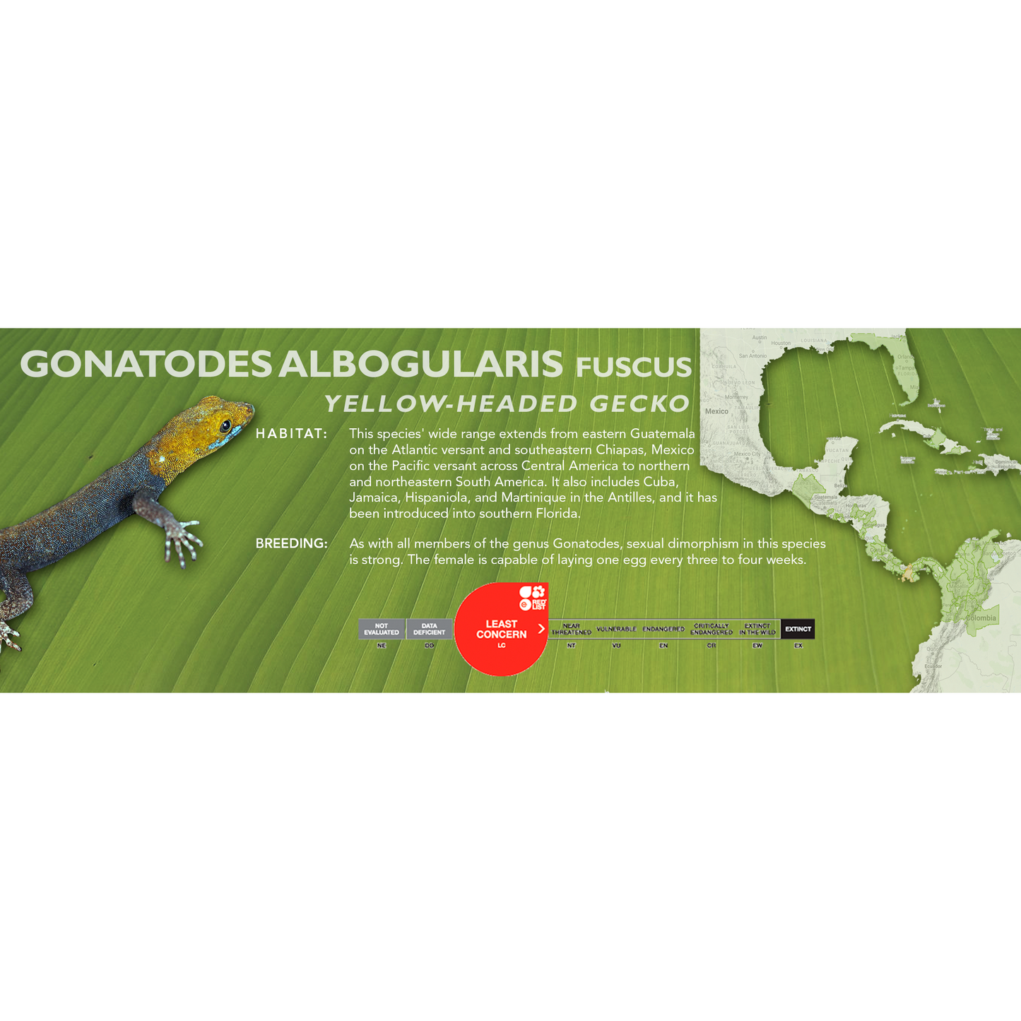 Yellow-Headed Gecko (Gonatodes albogularis) Classic Vivarium Label