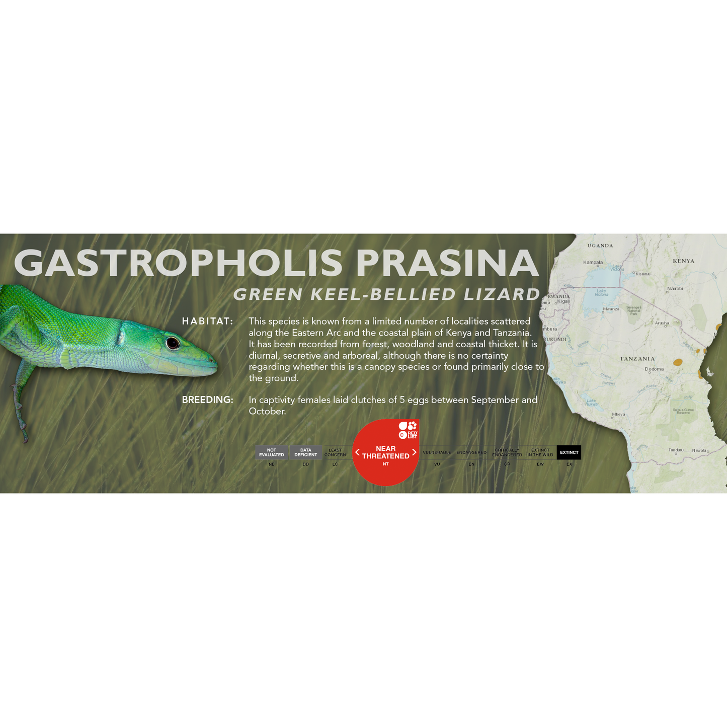 Green Keel-Bellied Lizard (Gastropholis prasina) Classic Vivarium Label