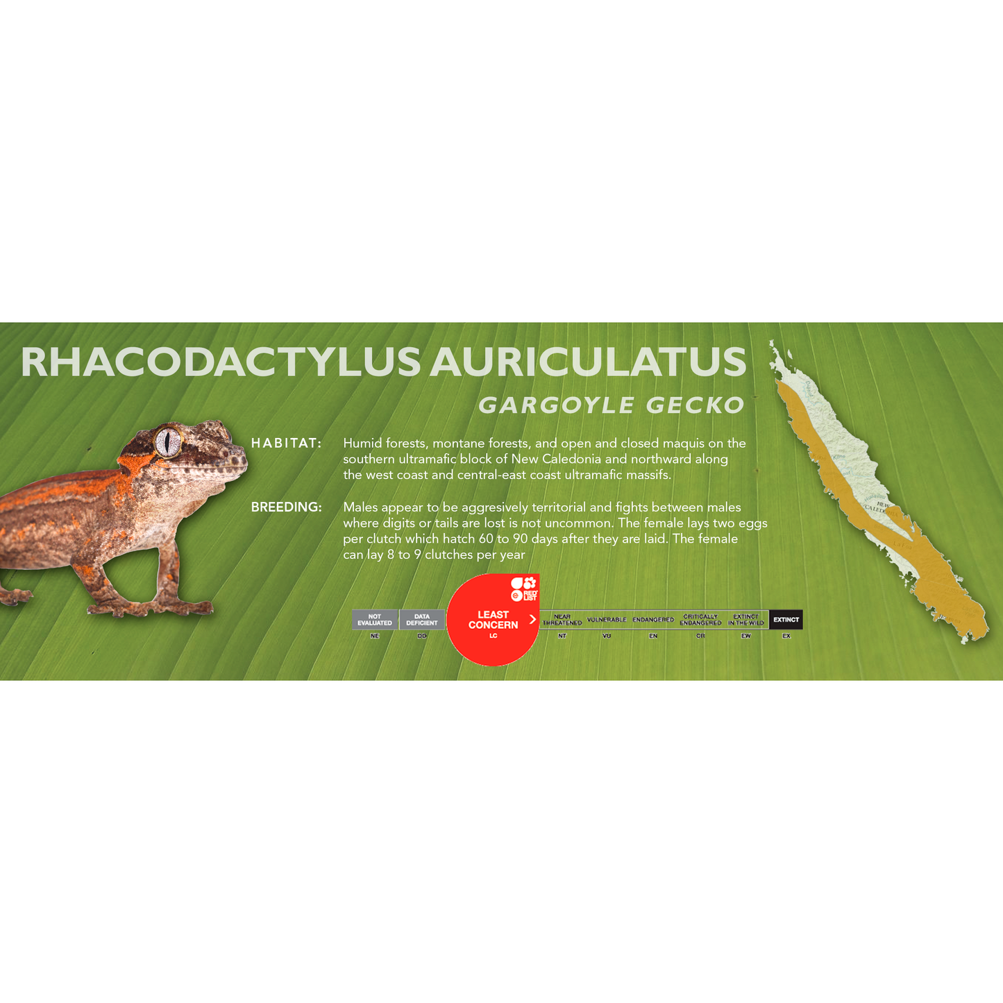 Gargoyle Gecko (Rhacodactylus auriculatus) Classic Vivarium Label