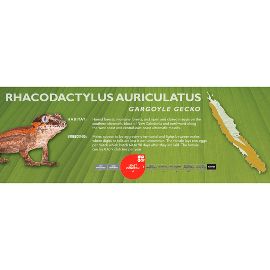Gargoyle Gecko (Rhacodactylus auriculatus) Classic Vivarium Label
