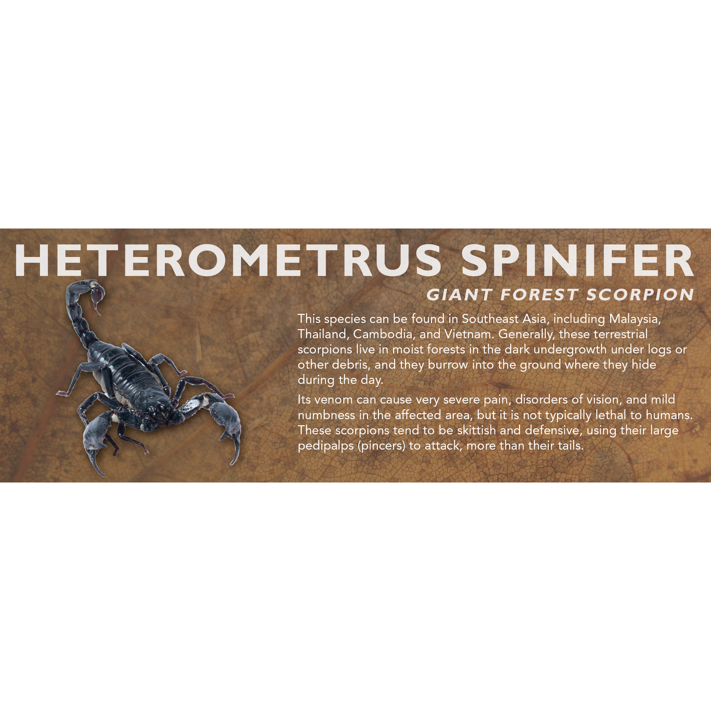 Heterometrus spinifer - Giant Forest Scorpion Label